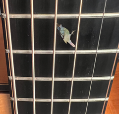L J Williams Tui Ancient Kauri Tui bird fretboard inlay